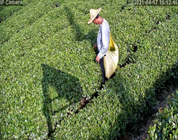 茶香四溢！一茶叶种植户借助开宁4K慢直播摄像头为您带来原品质直播体验