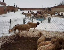 开宁慢直播摄像机助力内蒙古某养殖户的创新案例