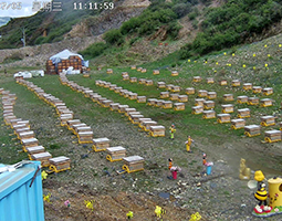 理塘借开宁4G慢直播设备让高原养蜂走向全国